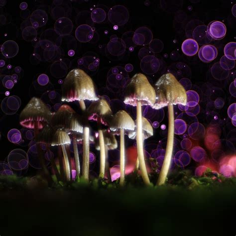 Is it possible to develop a dependency on magic mushrooms